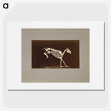 2-77_Eadweard-Muybridge_picture