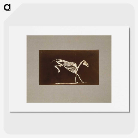 2-77_Eadweard-Muybridge_picture