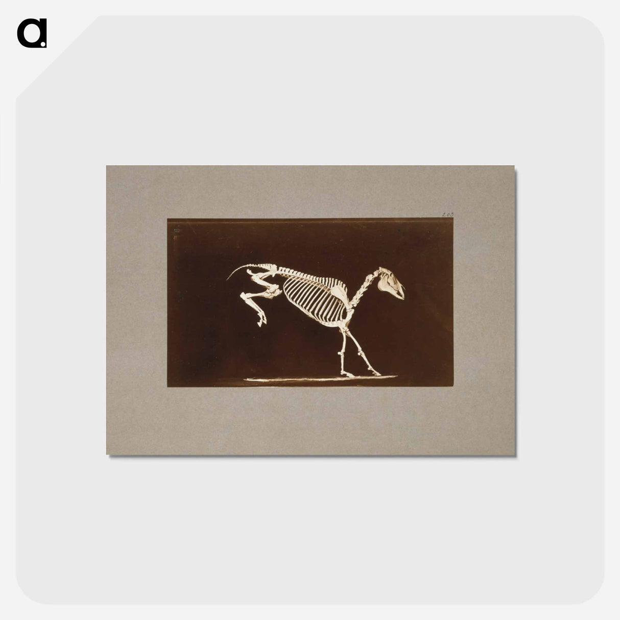 アートポストカード-Leaping Horse Skeleton
 - エドワード マイブリッジ Postcard.