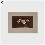 アートポストカード-Leaping Horse Skeleton
 - エドワード マイブリッジ Postcard.