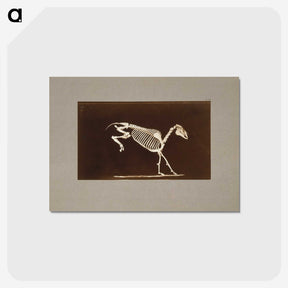 2-77_Eadweard-Muybridge_postcard