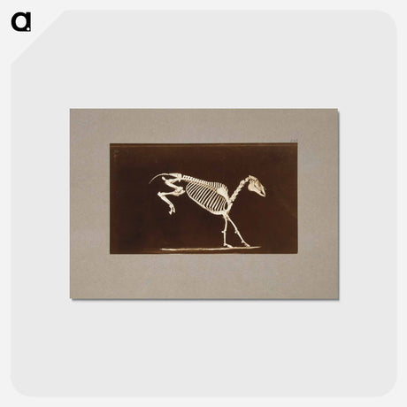 アートポストカード-Leaping Horse Skeleton
 - エドワード マイブリッジ Postcard.