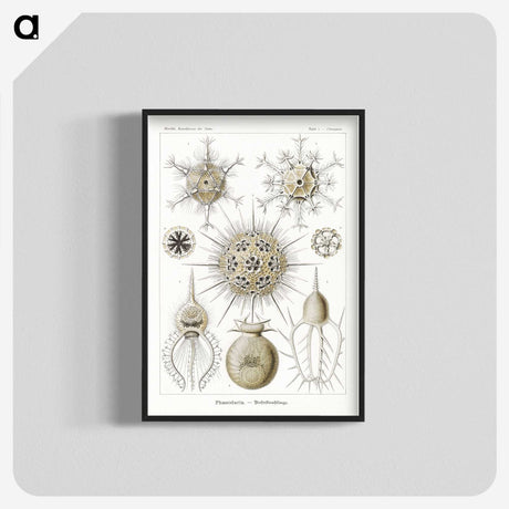 2-77_Ernst-Haeckel_blk-crop