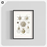 2-77_Ernst-Haeckel_blk