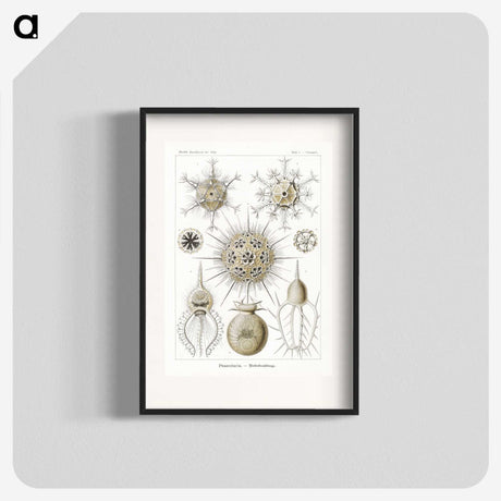 2-77_Ernst-Haeckel_blk