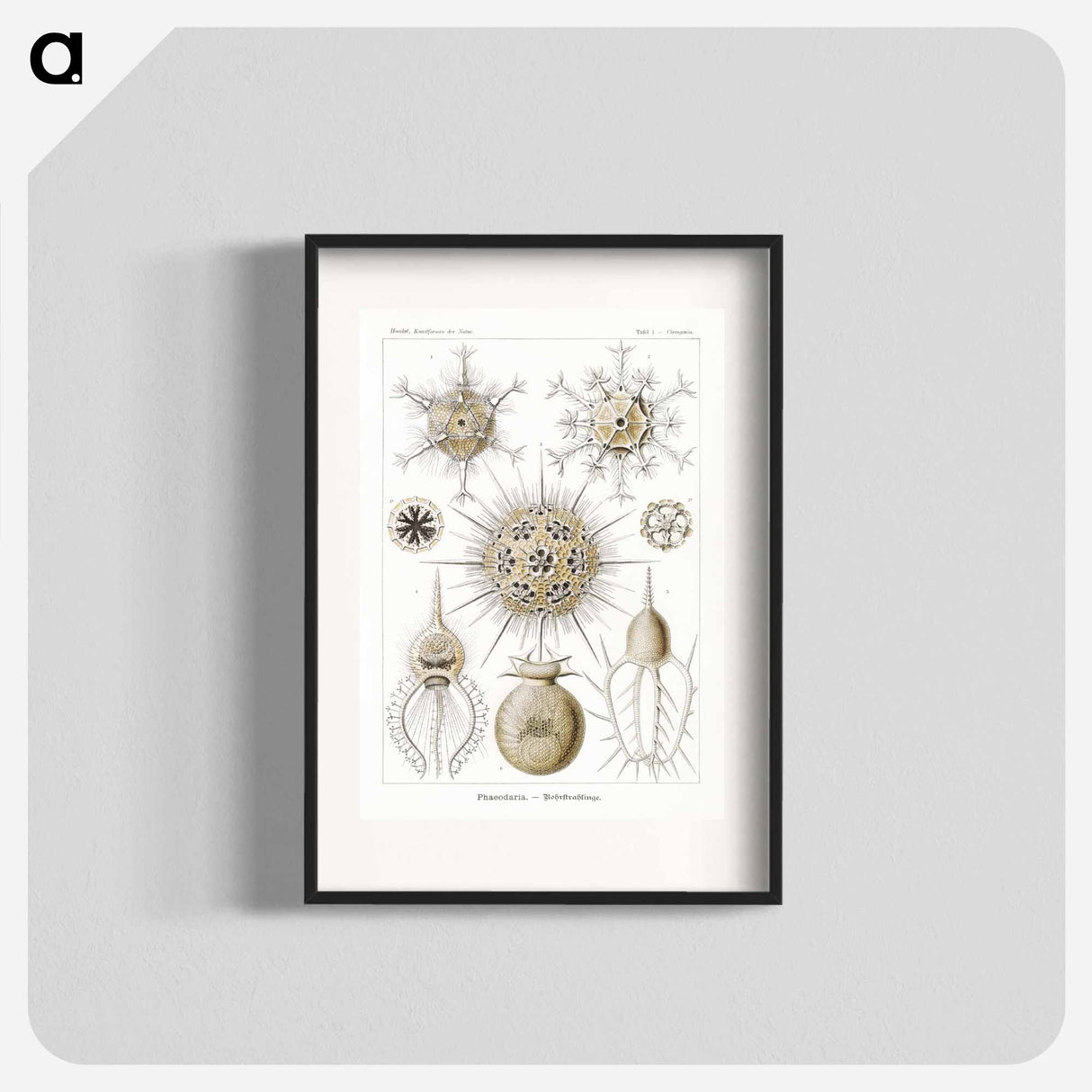 Phaeodaria–Rohrstrahlinge - エルンスト ヘッケル Poster.