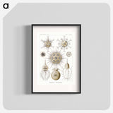 Phaeodaria–Rohrstrahlinge - エルンスト ヘッケル Poster.