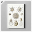 2-77_Ernst-Haeckel_canvas