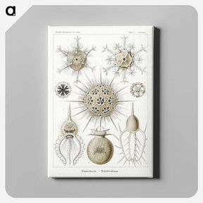 2-77_Ernst-Haeckel_canvas