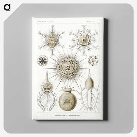 2-77_Ernst-Haeckel_canvas