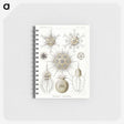 2-77_Ernst-Haeckel_memo