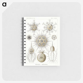 2-77_Ernst-Haeckel_memo