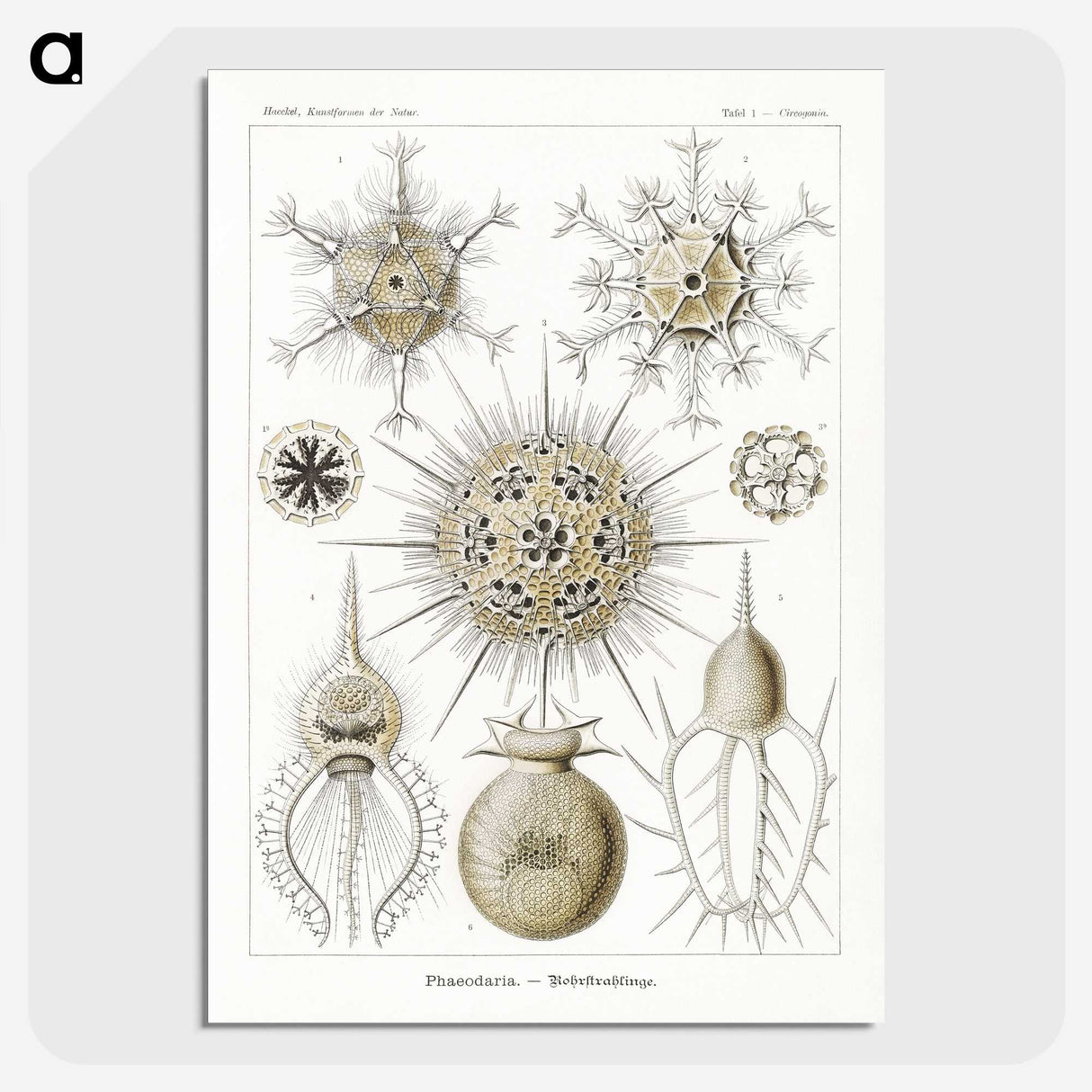 2-77_Ernst-Haeckel_picture-crop
