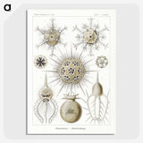2-77_Ernst-Haeckel_picture-crop