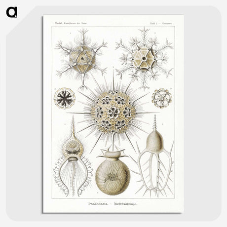 2-77_Ernst-Haeckel_picture-crop