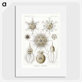 2-77_Ernst-Haeckel_picture