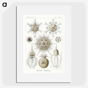 2-77_Ernst-Haeckel_picture
