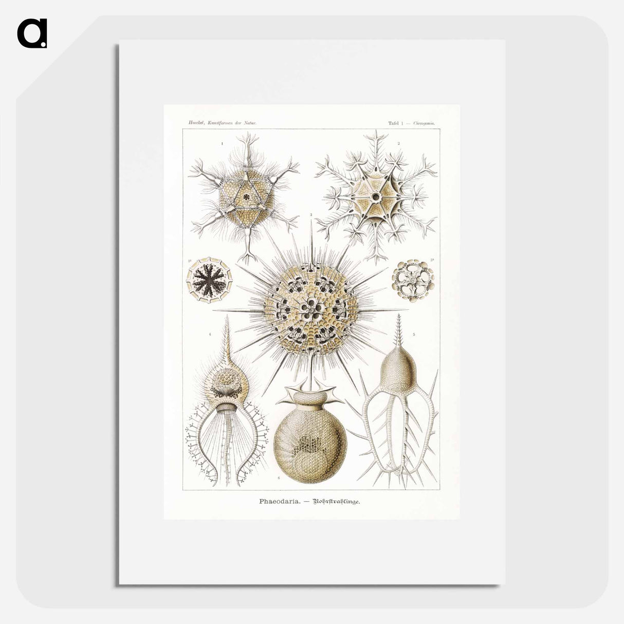 Phaeodaria–Rohrstrahlinge - エルンスト ヘッケル Poster.
