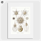 Phaeodaria–Rohrstrahlinge - エルンスト ヘッケル Poster.