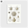 2-77_Ernst-Haeckel_postcard