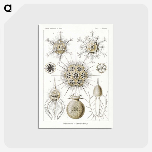 2-77_Ernst-Haeckel_postcard