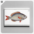 2-77_Ichtyologie-ou-Histoire-naturelle_canvas