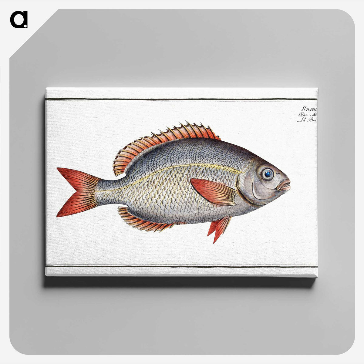 2-77_Ichtyologie-ou-Histoire-naturelle_canvas