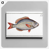 2-77_Ichtyologie-ou-Histoire-naturelle_canvas