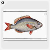 2-77_Ichtyologie-ou-Histoire-naturelle_picture-crop