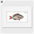 2-77_Ichtyologie-ou-Histoire-naturelle_picture