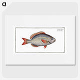 2-77_Ichtyologie-ou-Histoire-naturelle_picture