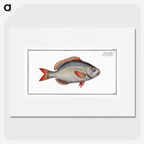2-77_Ichtyologie-ou-Histoire-naturelle_picture