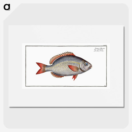 2-77_Ichtyologie-ou-Histoire-naturelle_picture