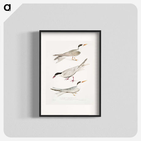 2-77_Indian-Zoology_blk