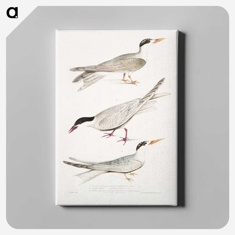 2-77_Indian-Zoology_canvas