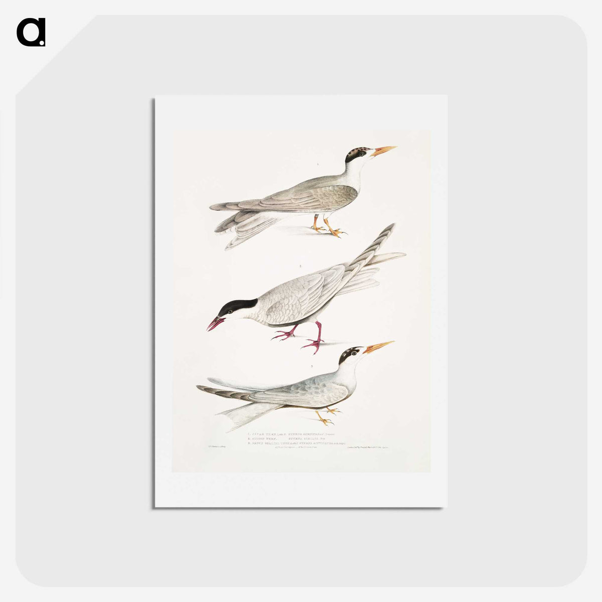 2-77_Indian-Zoology_hagaki
