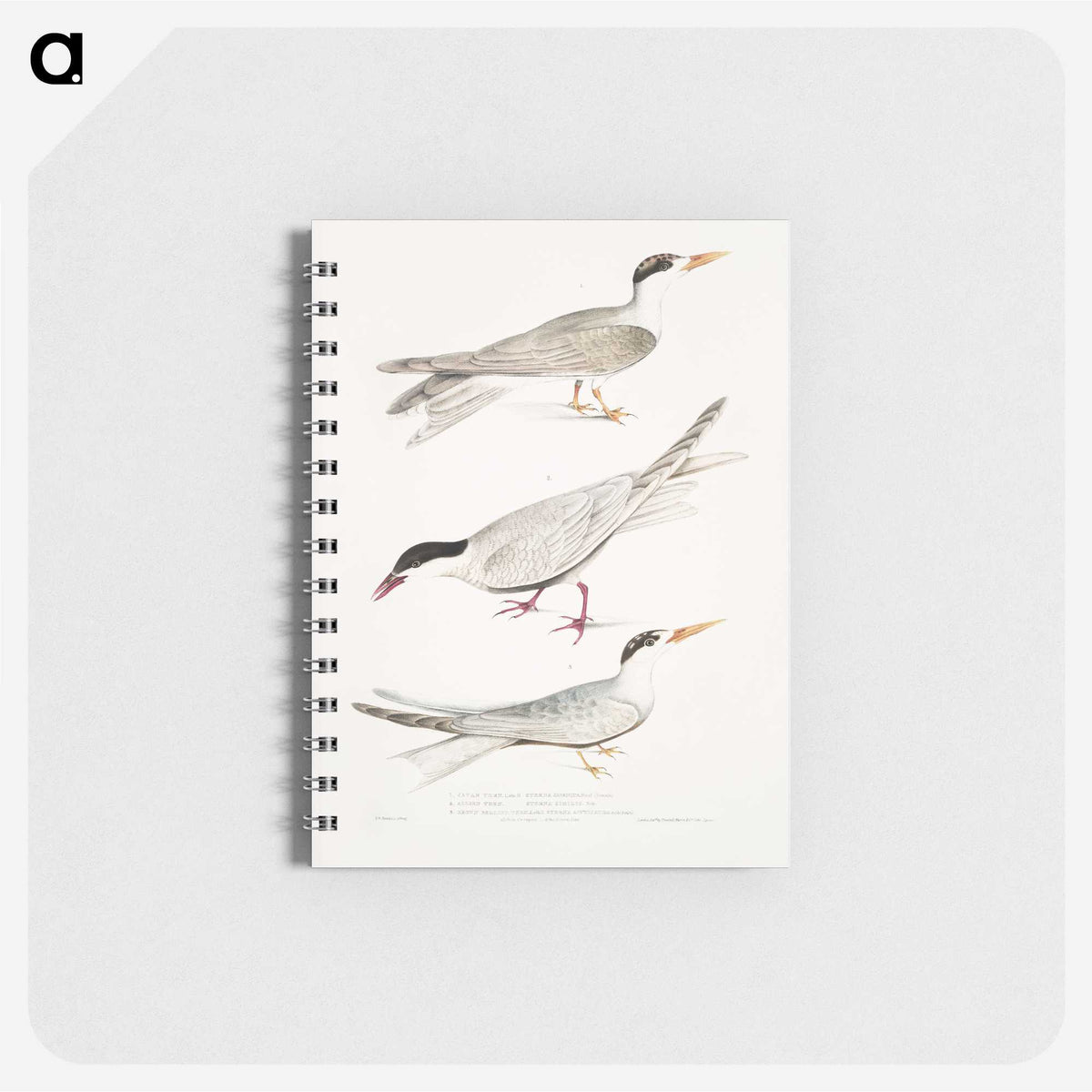 2-77_Indian-Zoology_memo