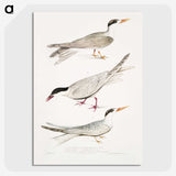 2-77_Indian-Zoology_picture-crop