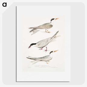 2-77_Indian-Zoology_picture