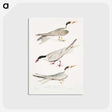 2-77_Indian-Zoology_postcard