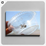 2-77_Insects-Unlocked-Project_canvas