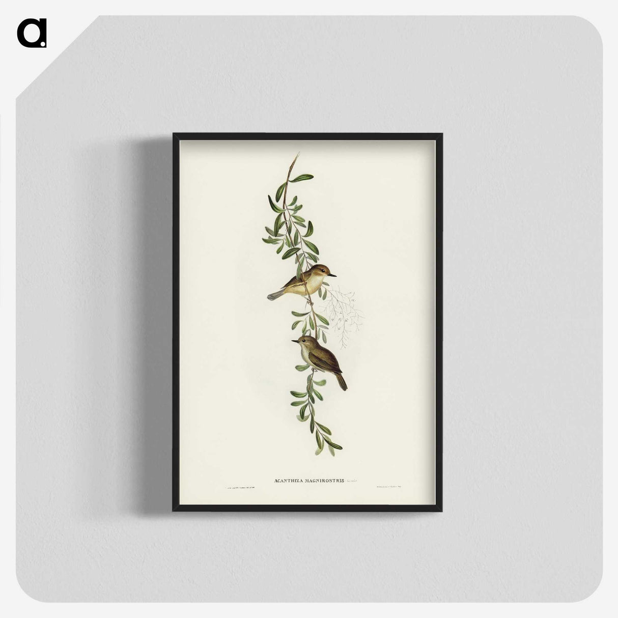 2-77_John-Gould_blk-crop