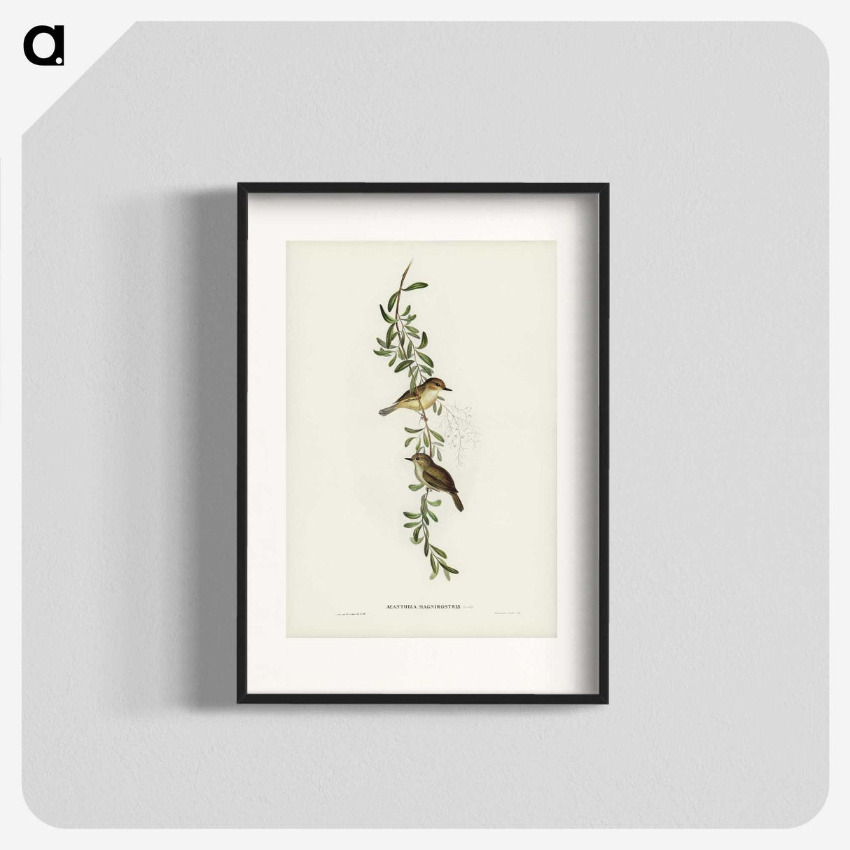 2-77_John-Gould_blk