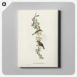 2-77_John-Gould_canvas