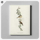 2-77_John-Gould_canvas