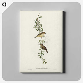 2-77_John-Gould_canvas