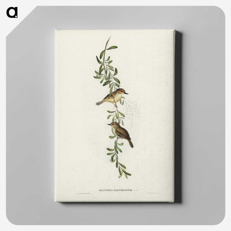 2-77_John-Gould_canvas