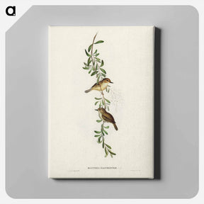 アートパネル-Large-billed Sericornis
 - ジョン グールド Canvas.