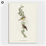 2-77_John-Gould_picture-crop
