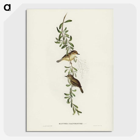 2-77_John-Gould_picture-crop